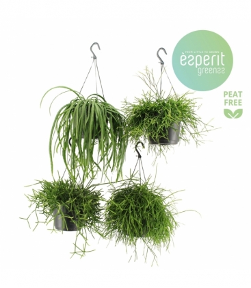 Rhipsalis