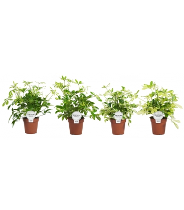 Schefflera