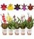 Orchids