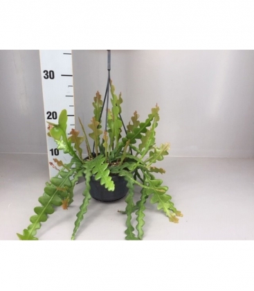 Epiphyllum