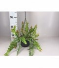 Epiphyllum