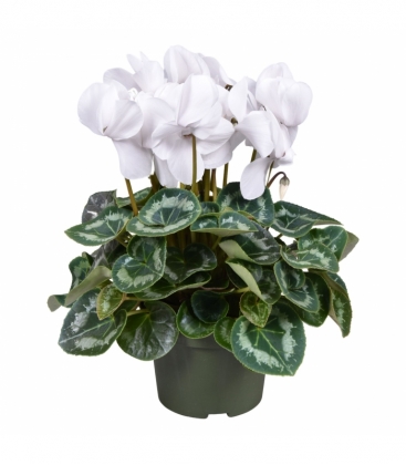 Cyclamen