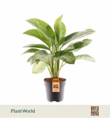 Aglaonema
