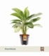Aglaonema