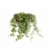 Hedera