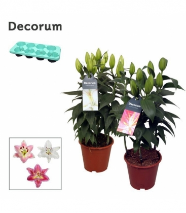 Lilium