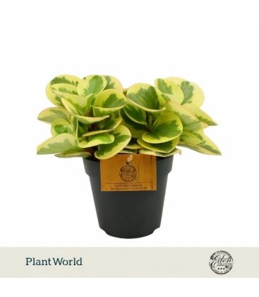 Peperomia