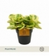 Peperomia