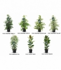 Ficus
