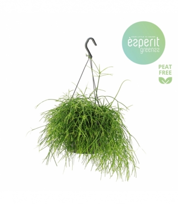 Rhipsalis