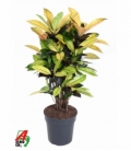 Croton
