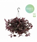 Tradescantia