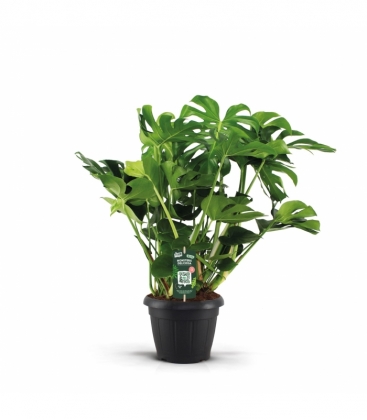 Monstera