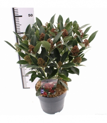 Skimmia