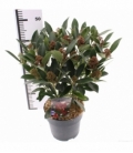 Skimmia