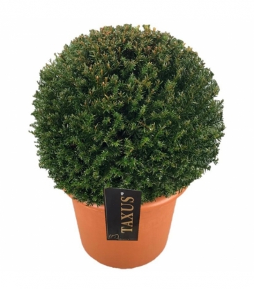 Taxus