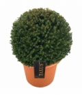 Taxus
