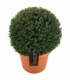 Taxus