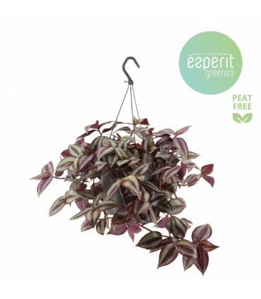 Tradescantia