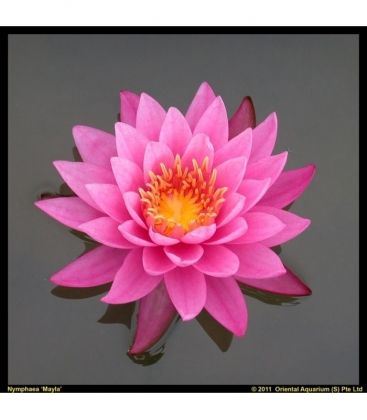 Nymphaea