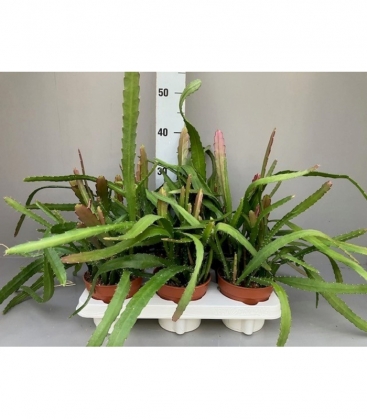 Epiphyllum