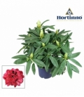 Rhododendron
