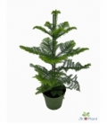 Araucaria