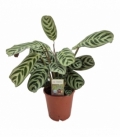 Ctenanthe
