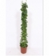 Cissus