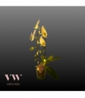 Phalaenopsis