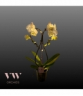 Phalaenopsis