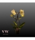 Phalaenopsis