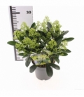 Skimmia