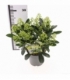 Skimmia