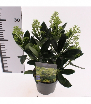 Skimmia