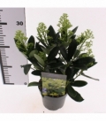 Skimmia