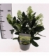 Skimmia