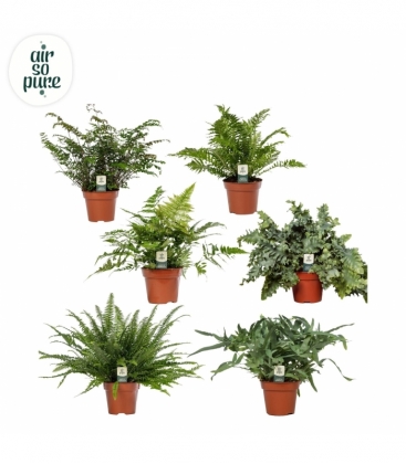 Fern