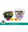 Chrysanthemum