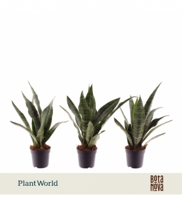 Sansevieria