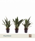 Sansevieria