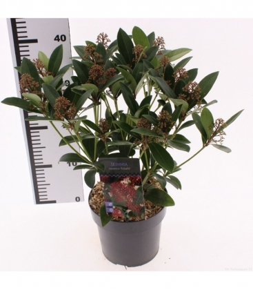 Skimmia