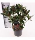 Skimmia