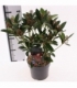 Skimmia