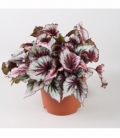 Begonia