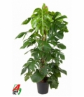 Monstera