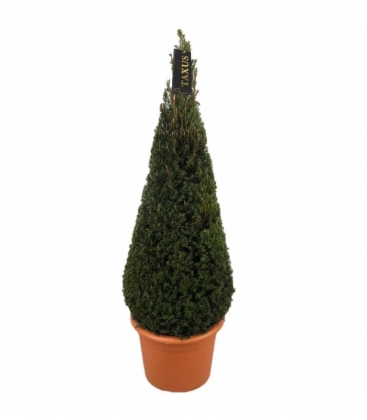 Taxus