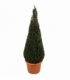 Taxus