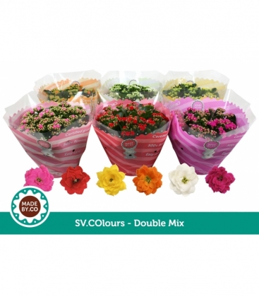 Kalanchoe