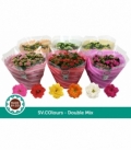 Kalanchoe